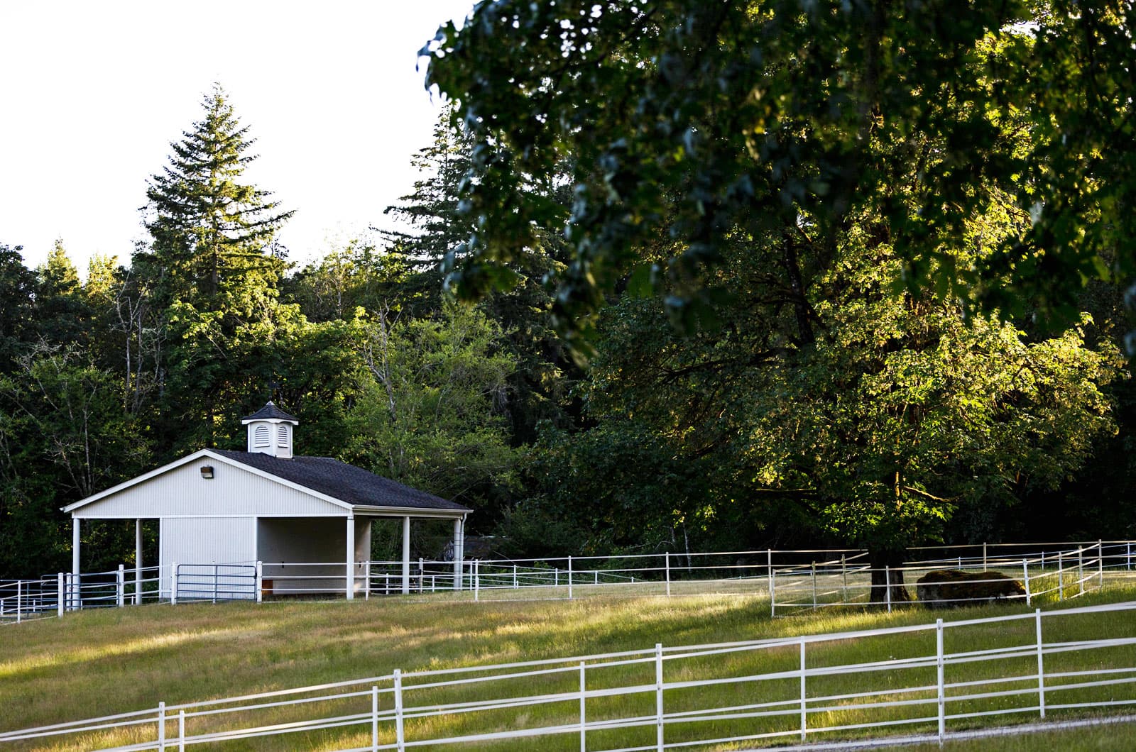 A white run-in shed with a cupola stands in a fenced pasture