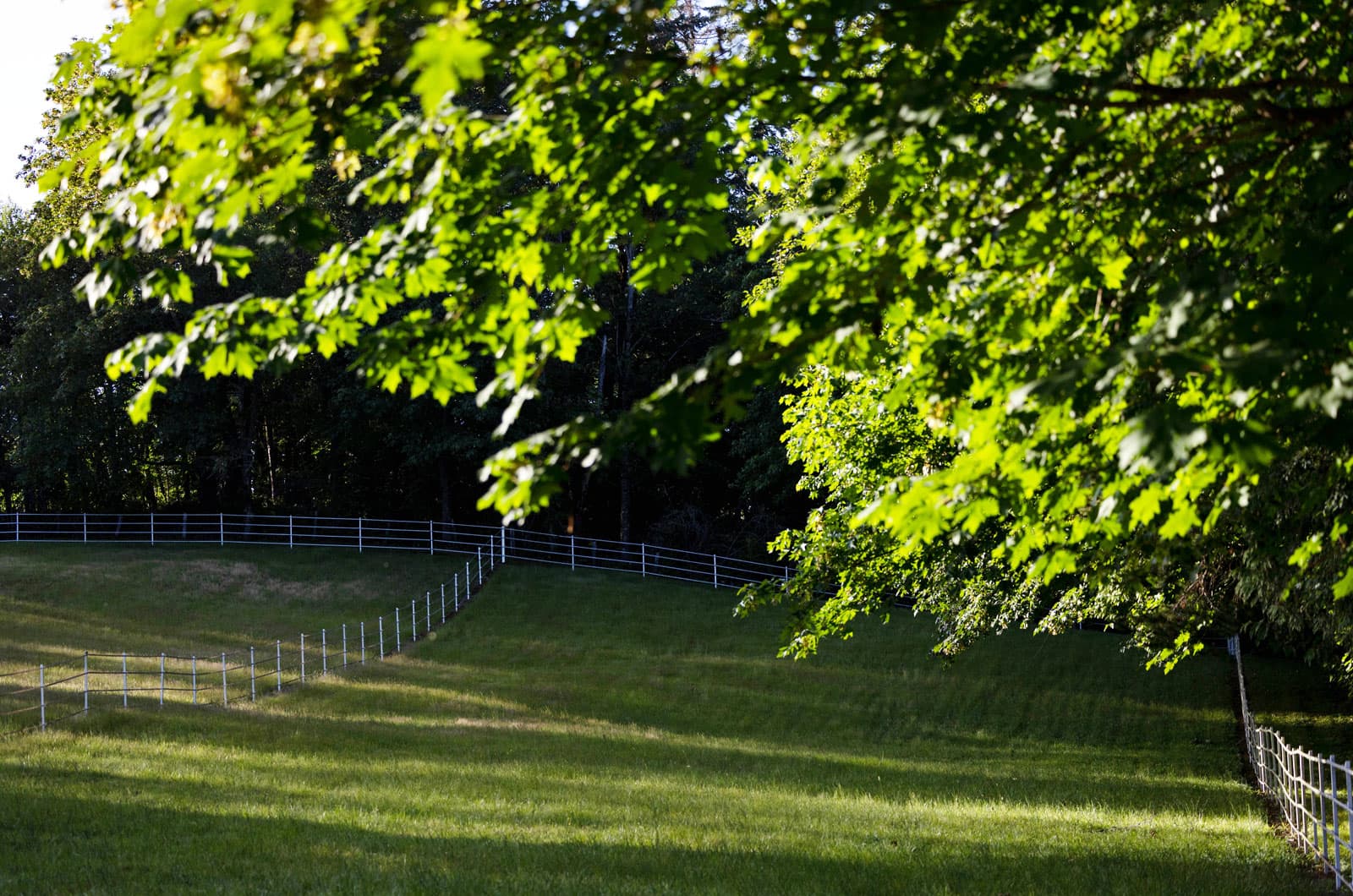 A large tree beside a white rail fence bordering the pasture